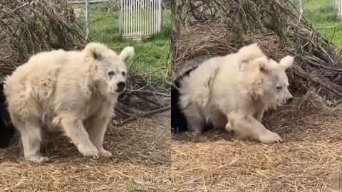 ¡Una ternura! Captan a oso al despertar de hibernación y el video se viraliza