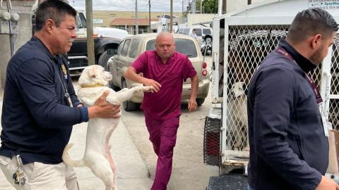Resguarda Ayuntamiento a más de 70 perros que estaban en malas condiciones