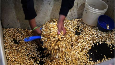 AMLO asegura que no aumentarán los precios de garantía de maíz, trigo y sorgo
