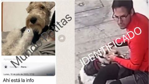 Perrito 'Docky' bien y con su dueña tras video viral donde joven lo golpea