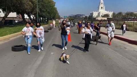 Organiza Ayuntamiento Croquetón para animales en situación de calle