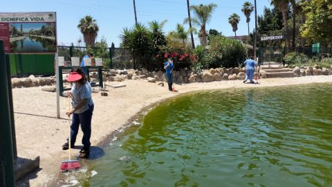 Ayuntamiento de Tijuana exhorta a cuidar el lago del Parque Morelos