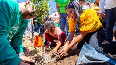 Ayuntamiento planta 100 mil árboles gracias al proyecto 'Sembrando vida'