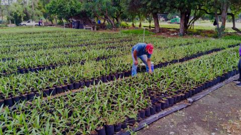 SIMPATT produjo 27 mil plantas en verano como parte de 'Sembrando Vida'
