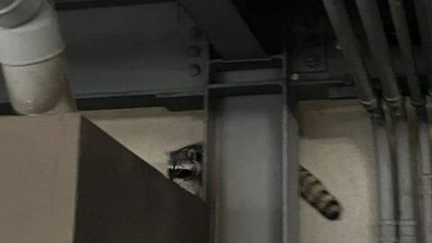 Rescatan a mapache que paseaba en edificio de Tijuana