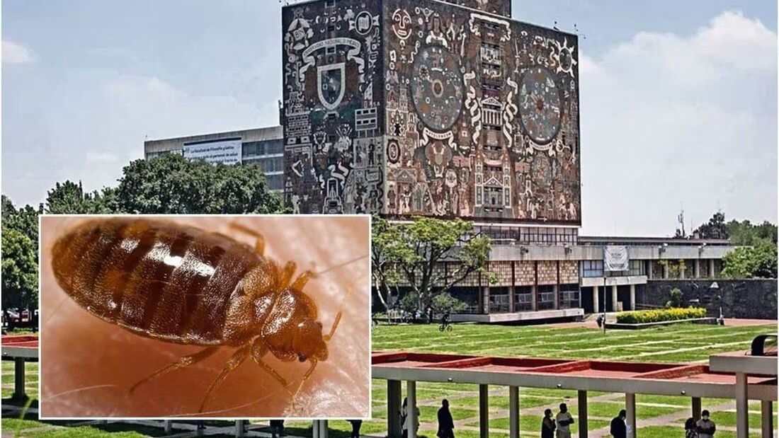 García Vilchis señala que es falso que exista una plaga de chinches en ...