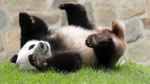 China enviará más pandas a Estados Unidos, asegura Xi tras reunión con Biden