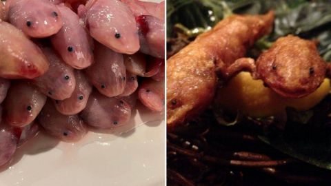 Restaurante japonés ofrece ajolotes fritos y causa indignación en México