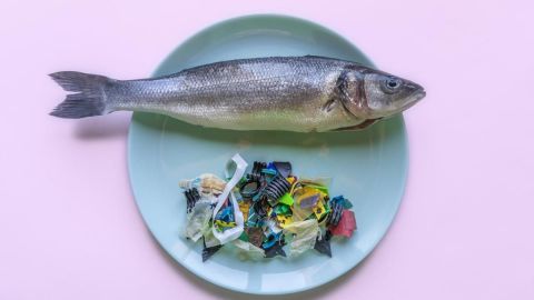 Micro plásticos en la cadena alimenticia: Preocupación de salud pública