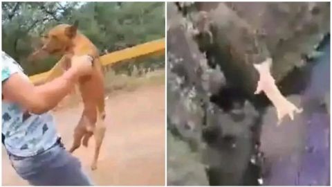 Jóvenes lanzan y disparan a Perro en Michoacán