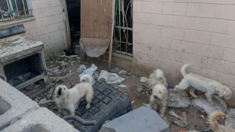 Rescatan a 33 canes tras un cateo por maltrato animal
