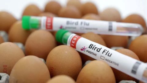Gripe aviar afecta a vacas, gallinas y humanos en Texas por migración de patos
