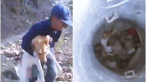 Jóvenes amarran y arrojan a perrito a un pozo en Guanajuato