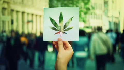 Celebraciones y debate: El día 4/20 y la cultura del cannabis