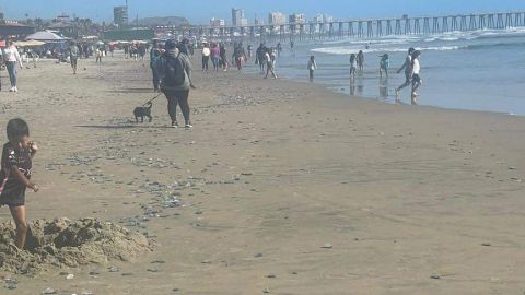 Autoridades advierten sobre presencia de medusas en Playas de Rosarito