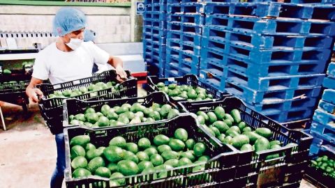 Preparan en Michoacán reactivación de certificación para exportación de aguacate