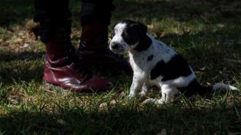 Estos serán los nuevos requisitos para que los perros entren a Estados Unidos