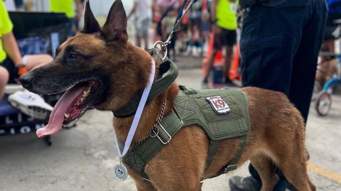 Con honores fúnebres despiden a agente canino 'MARCO'