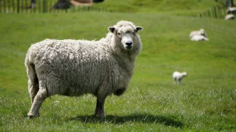 Investigan en Grecia el caso de ovejas "enterradas vivas' para combatir la peste