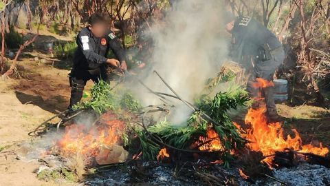 Destruyen plantío de marihuana en Tecate