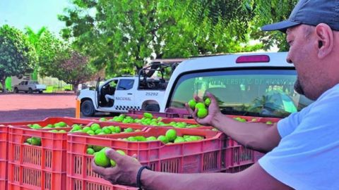 Refuerzan seguridad en Michoacán para proteger a limoneros de la extorsión