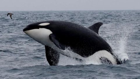 Grupo de orcas embiste un velero frente a costas de España