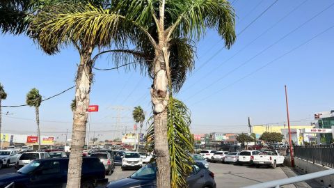 Alerta por vientos de Santa Ana en Playas de Rosarito