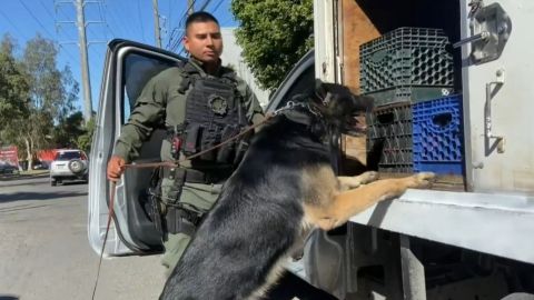 Refuerzan vigilancia en Tijuana con unidad canina K-9