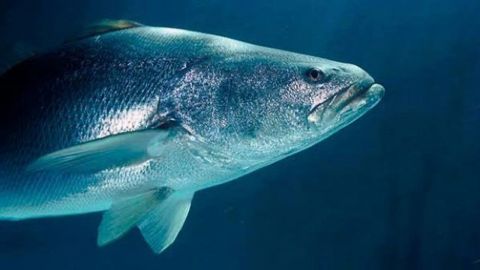 Vinculan a proceso a cinco personas por pesca ilegal de totoaba en BC