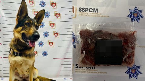 "Vali" halla gomitas de marihuana en COBACH Florido durante operativo