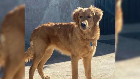 Llaman a proteger a los animales ante el aumento de temperaturas en BC