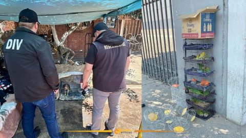 Rescatan 21 aves puestas a la venta ilegal en Tijuana