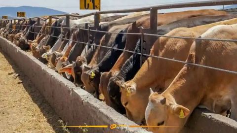 Anuncian reapertura gradual de frontera sur para ingreso de ganado a EU
