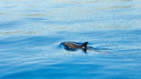 Vaquita marina: Urge un compromiso internacional para evitar su extinción