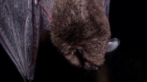 Buscan a personas que pudieron haber estado en contacto con murciélago con rabia