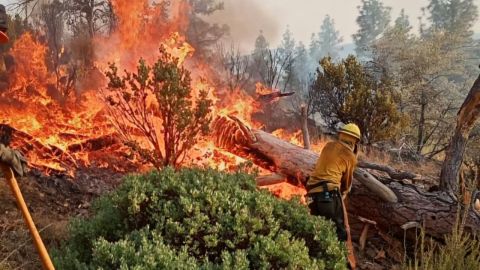 Incendio en San Pedro Mártir afecta 557 hectáreas