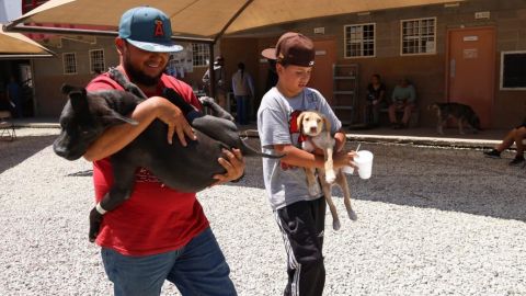 Más de 350 mascotas fueron esterilizadas en Tijuana