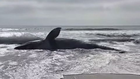 Retiran y entierran en Playas de Tijuana a ballena que pasó 12 horas varada
