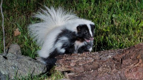 Fallece joven por rabia en Zacatecas; es el primer caso en casi 40 años