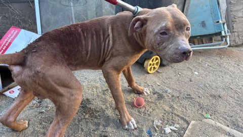 Cateo en Tijuana permite rescate de dos perros víctimas de maltrato