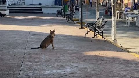 Fallece hombre en Colima tras contagio de rabia en Jalisco