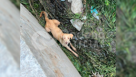 Vecinos reportan a perrito atrapado en Lomas de Agua Caliente; escapa al final