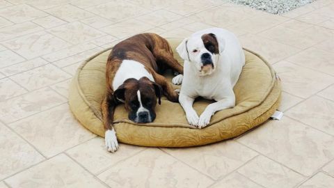 Crece la demanda de viviendas pet friendly en Baja California