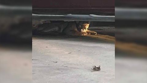 Vecinos denuncian presencia de felino en Tecate