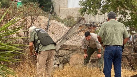Continúa la búsqueda del felino en Tecate