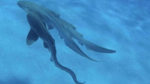 Documentan por primera vez cópula de tres tiburones leopardo en la naturaleza