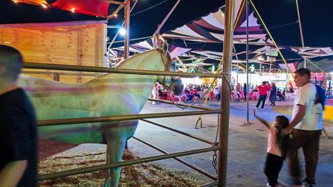 Denuncian explotación de animales silvestres en Fiestas del Sol de Mexicali