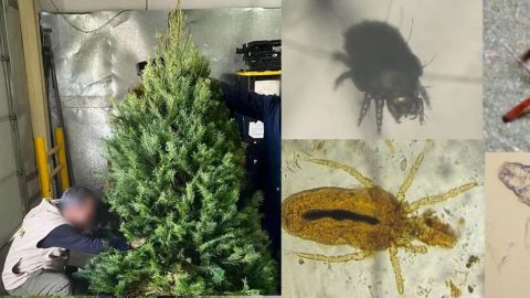 Emiten recomendaciones para evitar la propagación de plagas durante la temporada