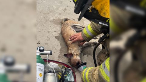 Bomberos rescatan a seis caninos en incendio en Hacienda las Delicias