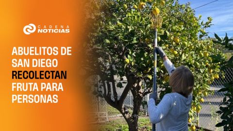 Abuelitos de San Diego recolectan fruta para personas vulnerables
